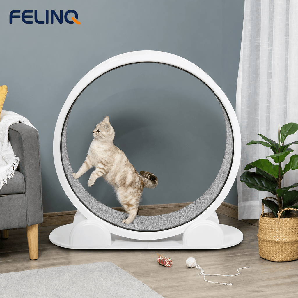 Felinq Cat Exercise Wheel with Digital Tracker | Solar Powered